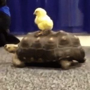 Meet your Posher, Gary